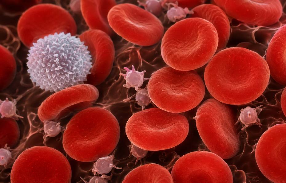 hematologia